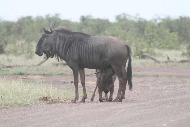 baby Gnu