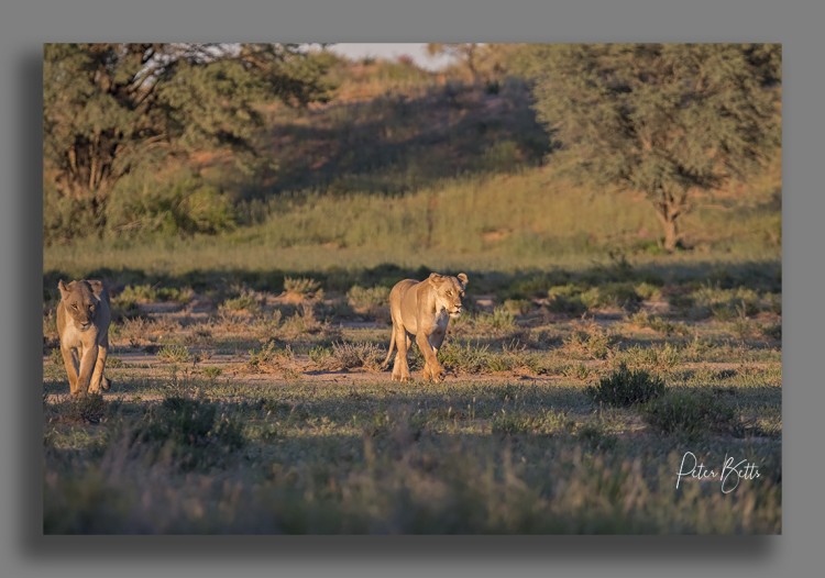 Hunting Lionesses.jpg