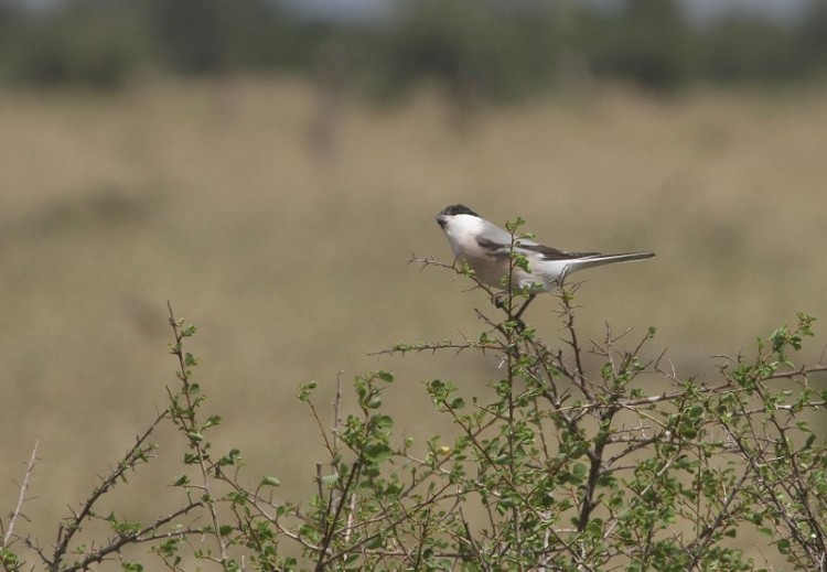 Lesser Grey Shrike