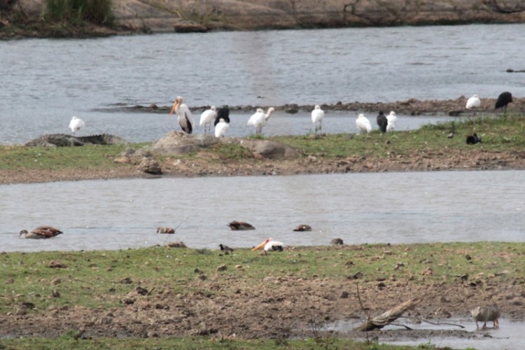 african openbill, african spoonbill, blacksmith lapwing, egyptian goose and yellow-billed stork.jpg