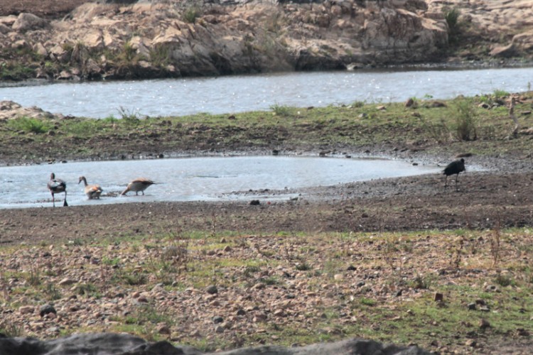 african openbill, egyptian goose and spur-winged goose.jpg