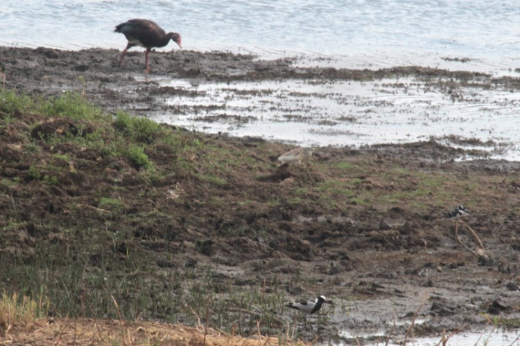 blacksmith lapwing, pied kingfisher, spur-winged goose and squacco heron.jpg