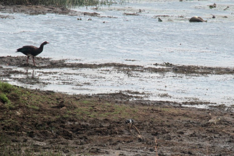 pied kingfisher, spur-winged goose and squacco heron.jpg