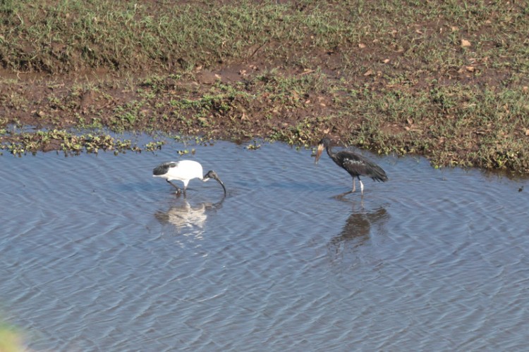 african openbil and african sacred ibis.jpg