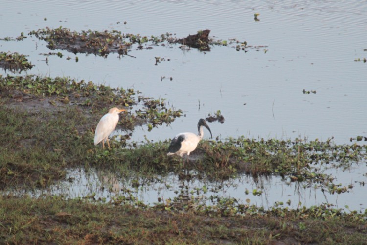 african sacred ibis and cattle egret.jpg