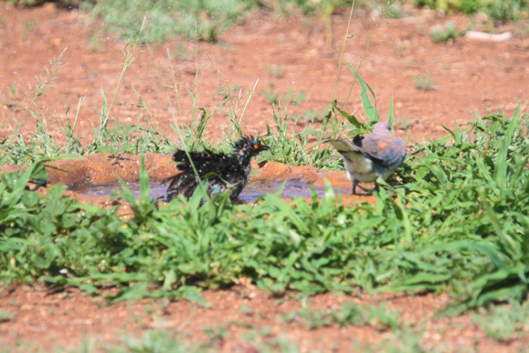 cape glossy starling and laughing dove.jpg