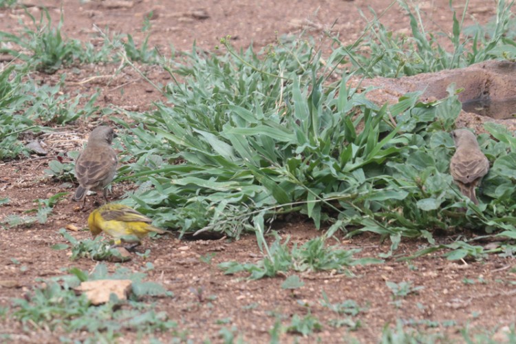 southern grey-headed sparrow and yellow-fronted canary.jpg