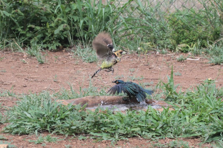 cape glossy starling and creasted barbet.jpg