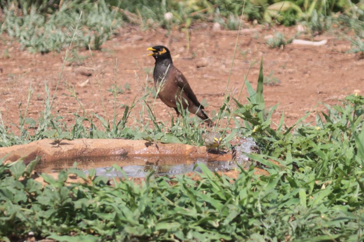 common myna and yellow-fronted canary.jpg