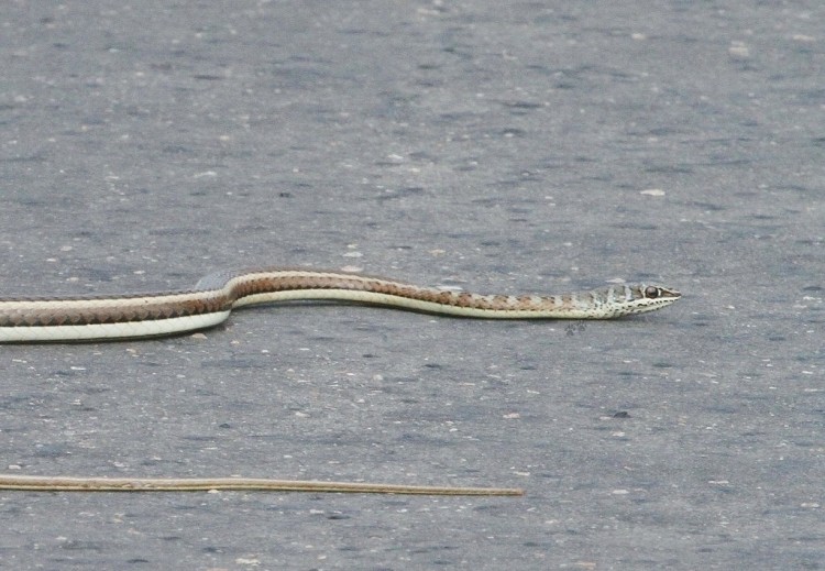 Twig or Vine Snake/Thelotornis