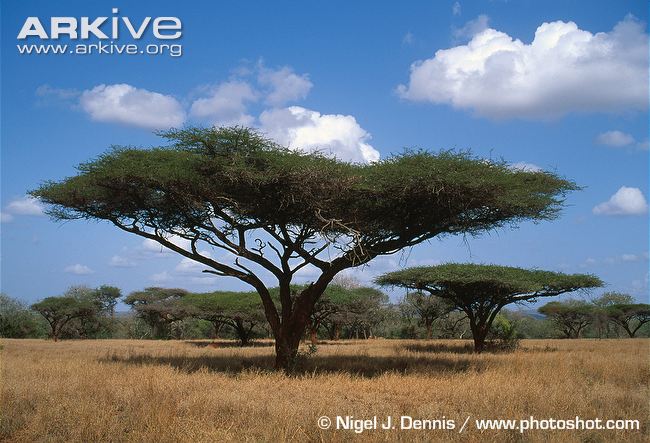 Mature-umbrella-thorn.jpg