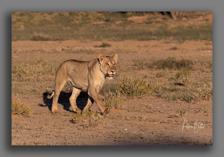 Running in the Sun Lioness.jpg