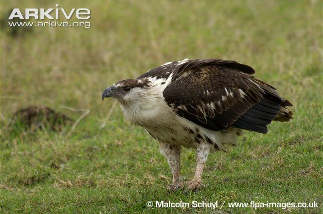 Juvenile-African-fish-eagle-on-ground.jpg