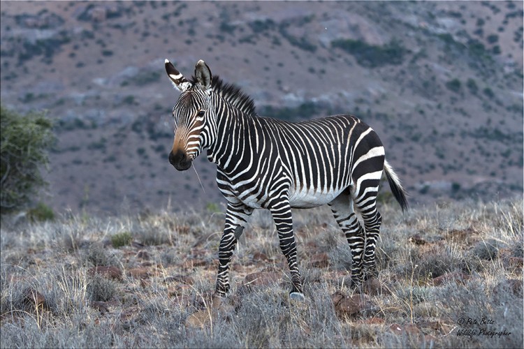 Cape Mountain Zebra.jpg