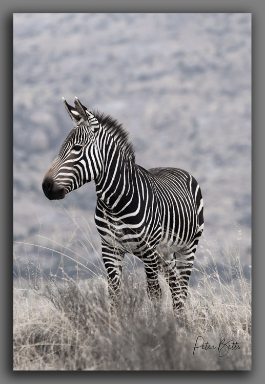 Mt Zebra stallion.jpg