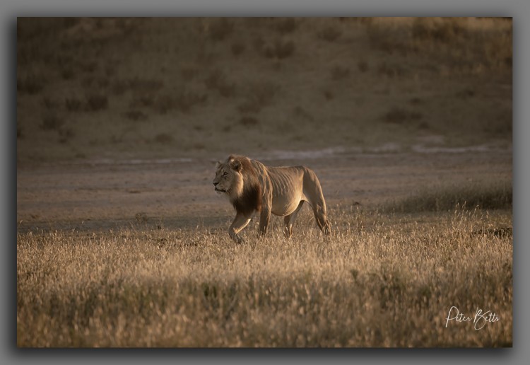 Full Tummy Sunrise Lion.jpg