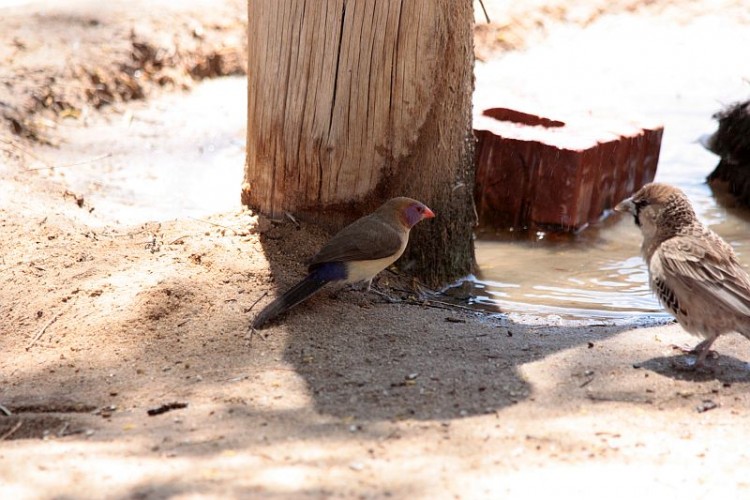 ktp5Violet-eared waxbill & sociable weaver..jpg