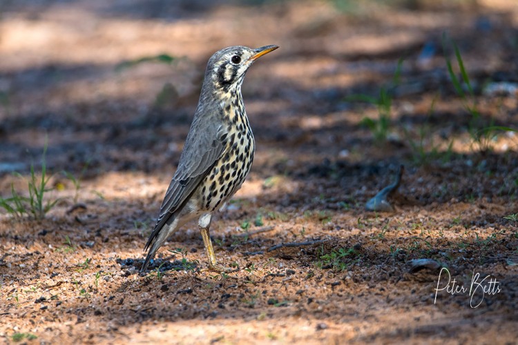 Groundscraper Thrush.jpg