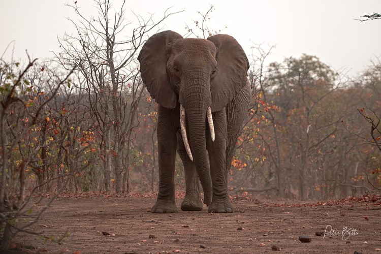 Tsendze Loop Elephant Cow.jpg