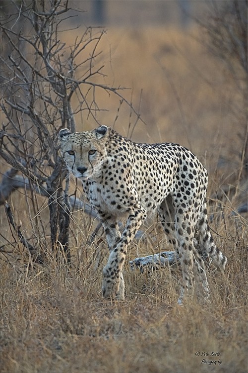 Approach Cheetah.jpg