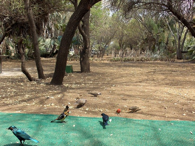 bAfrican Red-eyed Bulbu, Starling,Mourning dove,Crested Barbet,Kurrichane Thrush,Red-headed Weaver.jpg