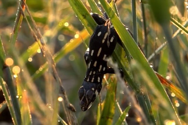 Heliobolus lugubris juv Matjulu Loop.jpg