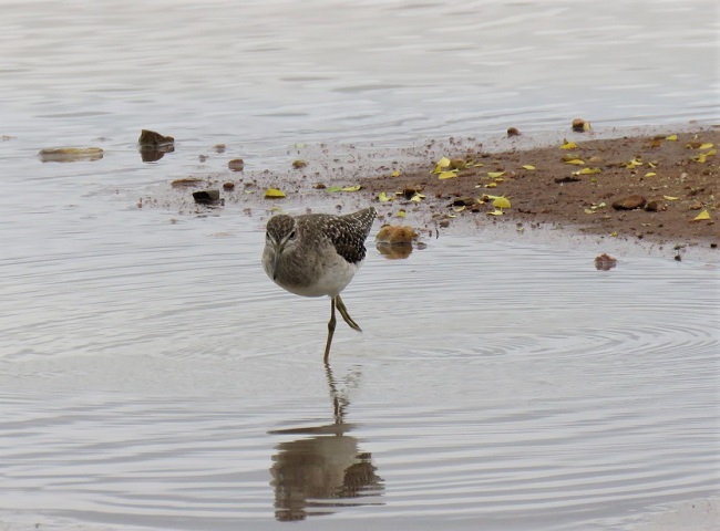 IMG_2796Wood Sandpiper.JPG