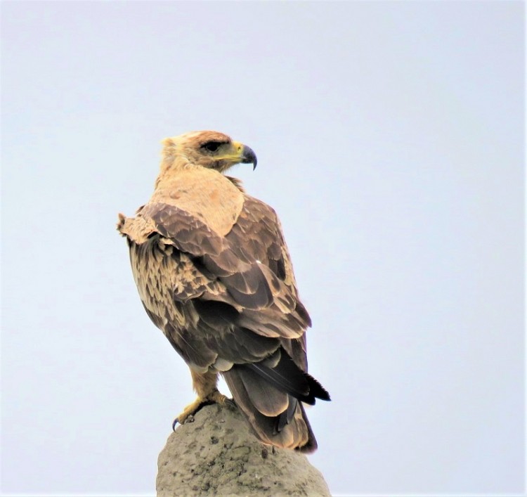 IMG_2815-Tawny Eagle.JPG