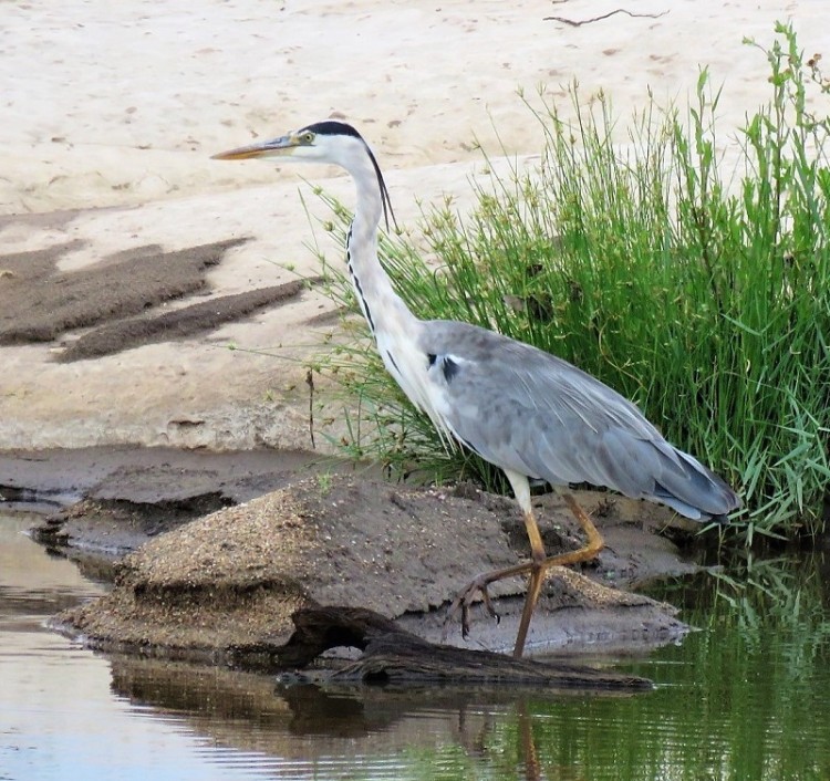 IMG_2820-Grey Heron.JPG