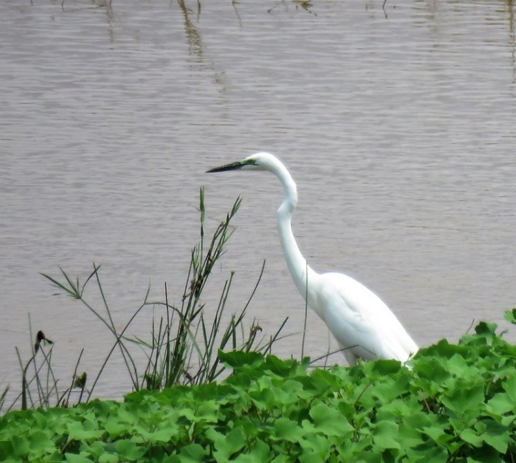 IMG_2872Great egret.JPG