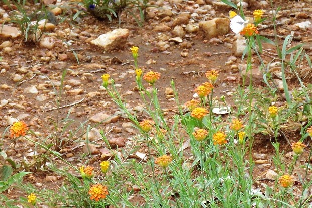 Gnidia rubescens S132 Kruger Park.JPG