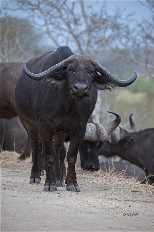 Buffalo Cow horns.jpg