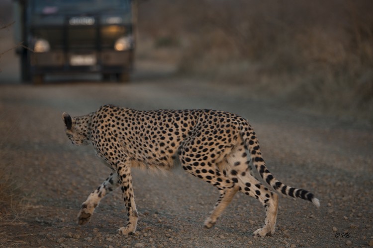 Scared Cheetah.jpg