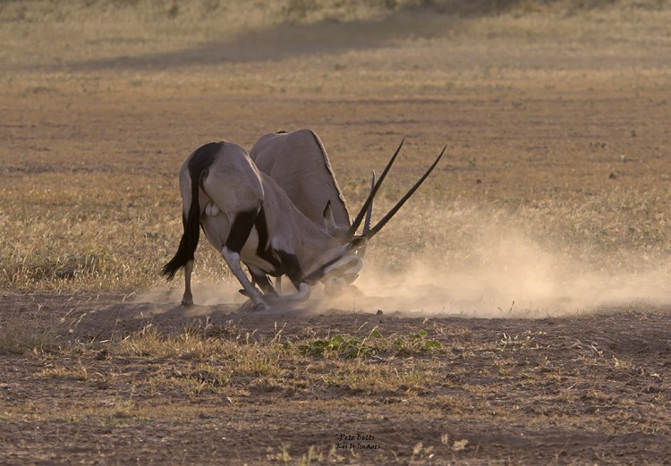 Gemsbok Fight.jpg