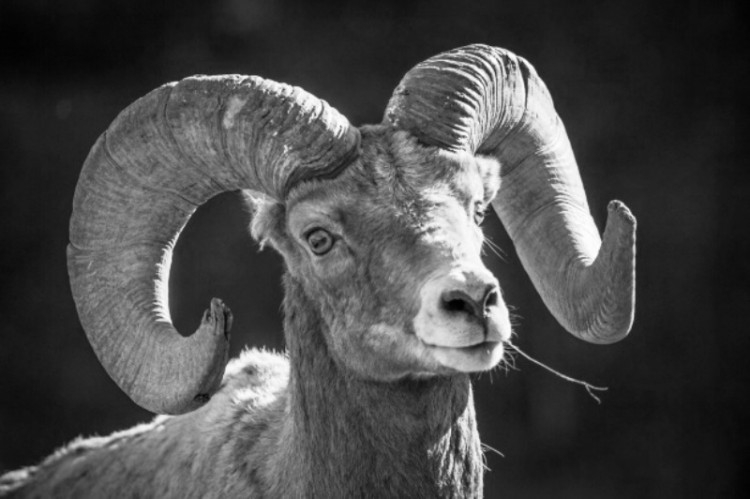 bighorn-sheep-1494079926qZJ.jpg