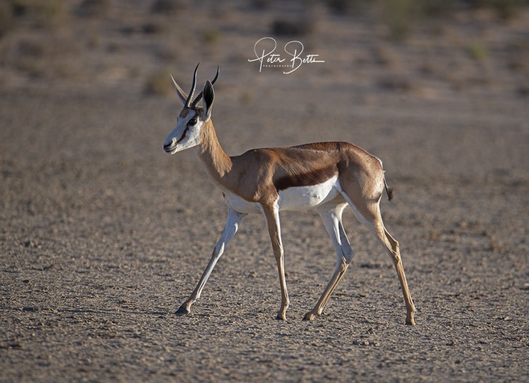 Springbok Ewe.jpg
