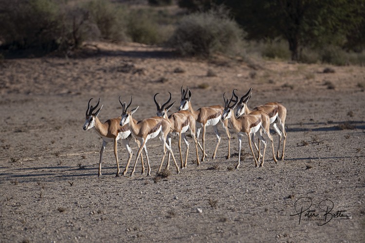 Springbok Group.jpg