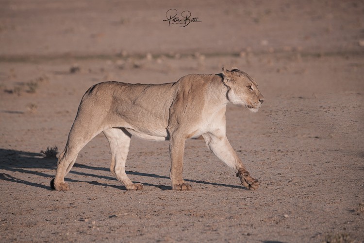 Striding Lioness2.jpg