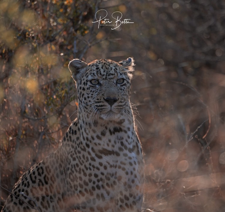1. leopard.jpg