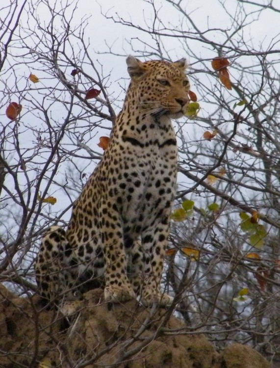 2. leopard.jpg