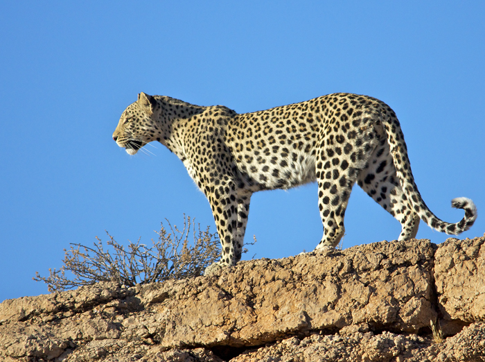 6. leopard.jpg