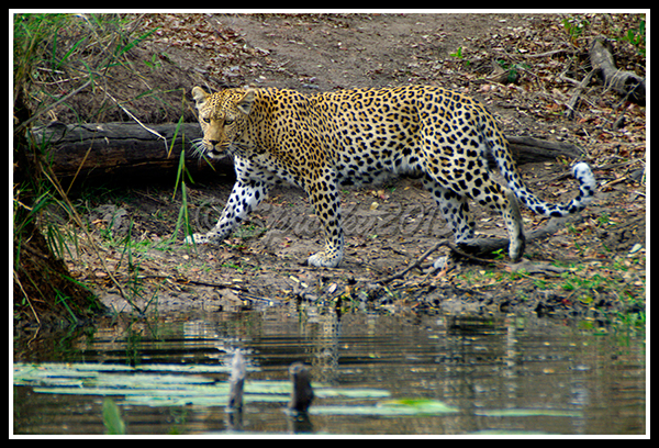 8. leopard.jpg