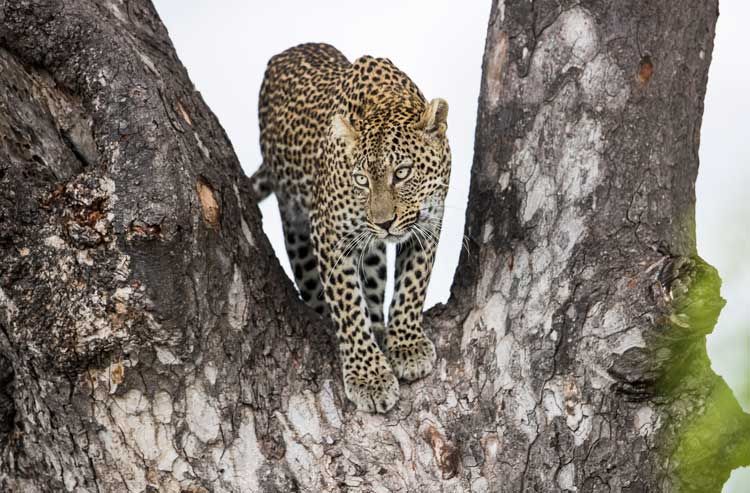 9. leopard.jpg