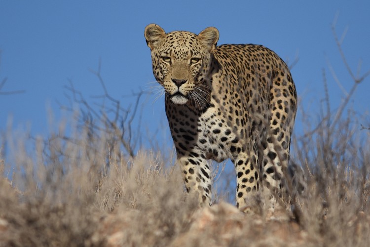 12. leopard.jpg