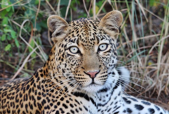 14. leopard.JPG