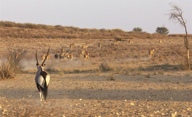 eland_oryx.jpg