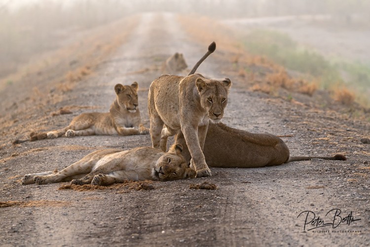 5 Lions in the Mist.jpg