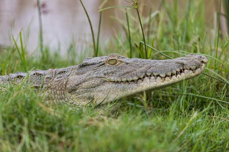 4. croc.jpg