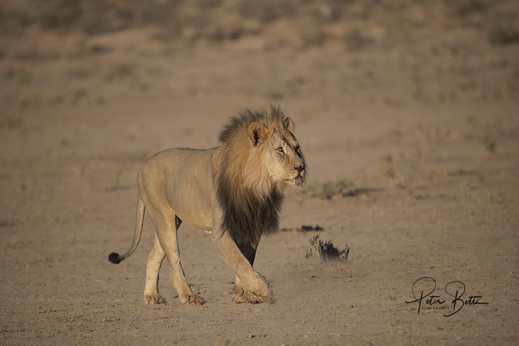 Rooiputs Male Lion.jpg