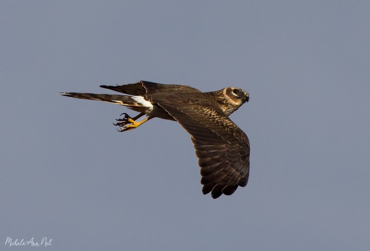 Pallid Harrier